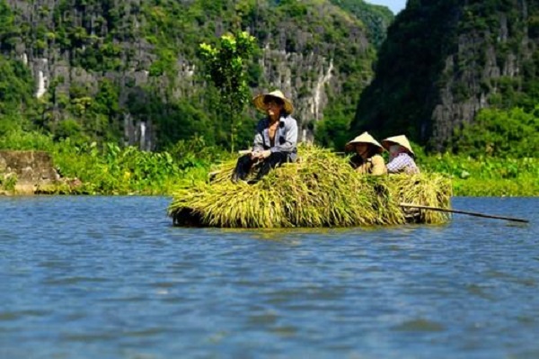 Mùa lúa vàng Tam Cốc Mùa lúa vàng Tam Cốc
